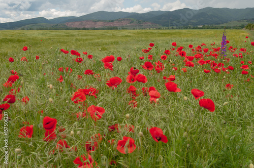 Fototapeta Naklejka Na Ścianę i Meble -  poppy flowers, buds and pods