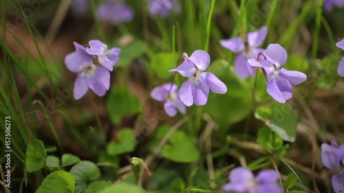 Wallpaper Mural  タチツボスミレ Torontodigital.ca