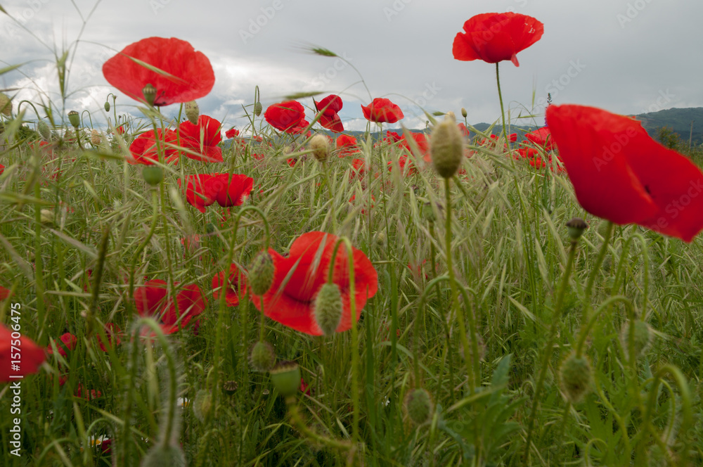 Obraz premium poppy flowers, buds and pods