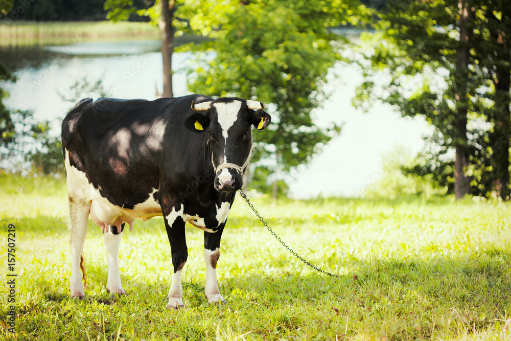 cow