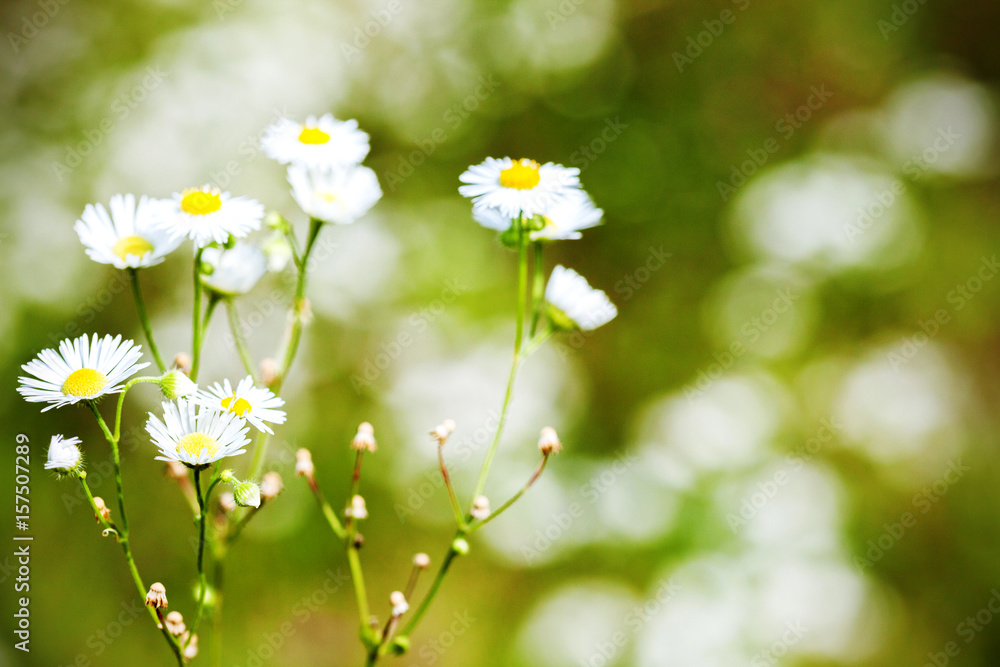 Daisy with green grass background