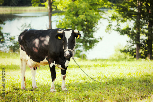 Obraz na płótnie cow w salonie