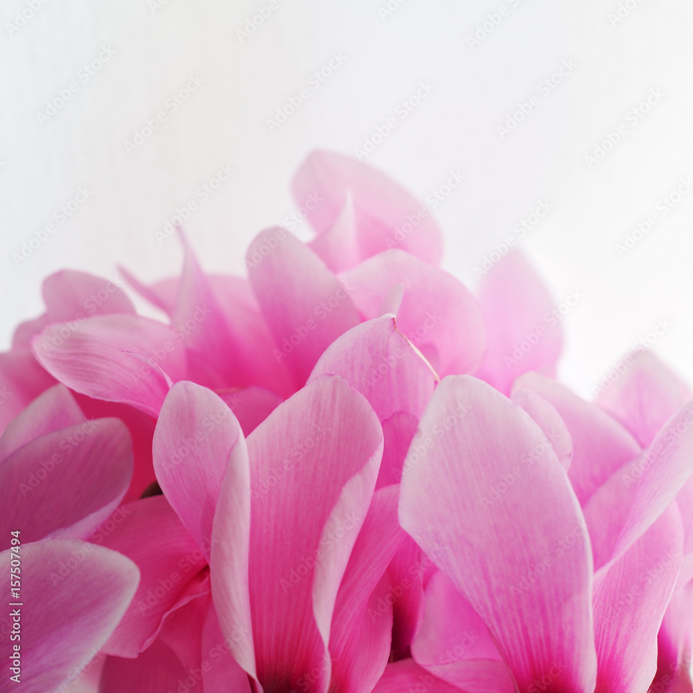 cyclamen pink flower close up