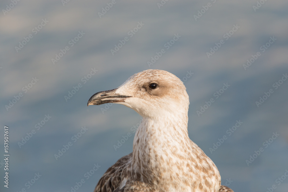 detailed portrait of gull bird in sunlight with smooth water in background detailed portrait of gull bird in sunlight with smooth water in background