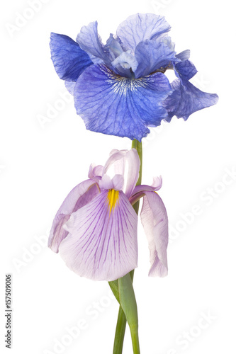 Fototapeta Naklejka Na Ścianę i Meble -  iris flowers isolated