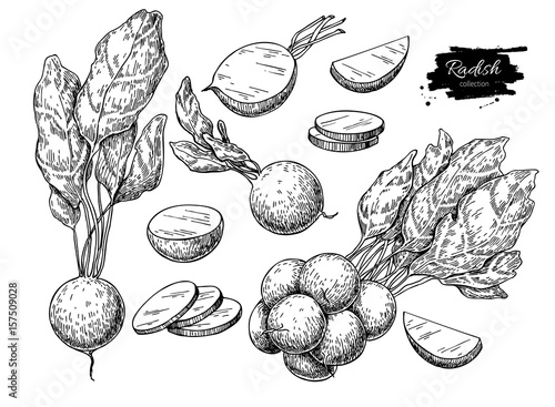 Radish hand drawn vector illustration set. Isolated Vegetable engraved style object with sliced pieces.