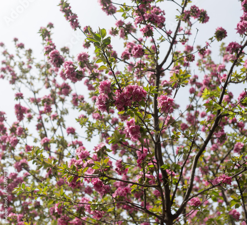 Wallpaper Mural Beautiful red flowers on an apple tree Torontodigital.ca
