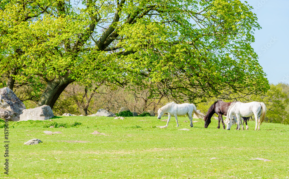 Fototapeta premium Three very fine horses, two white and one dark brown, grazing on green pasture under an oak tree on a sunny day.