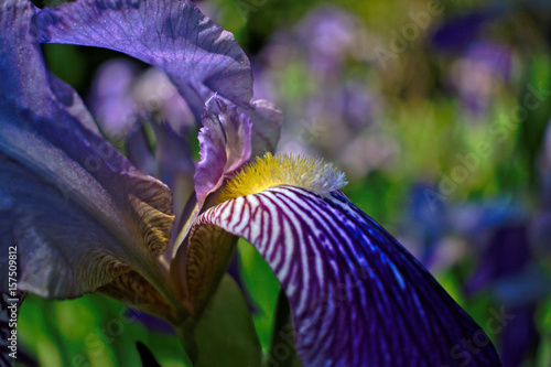 Fototapeta Naklejka Na Ścianę i Meble -  Closeup of a purple iris