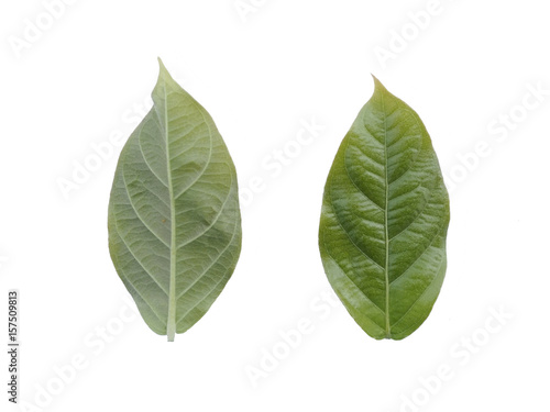 Green leaf isolated.