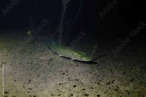 Underwater fish fresh water algae