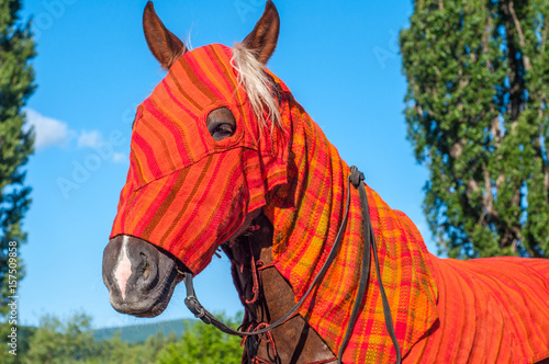 Graceful thoroughbred horse in medieval blanket close-up