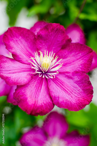 Very beautiful bloom of a red rose flower.