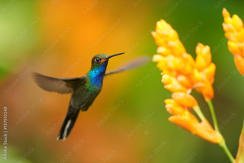 Green hummingbird with sparkling blue throat, White-tailed Hillstar, Urochroa bougueri hovering next to orange flower in rainy day against colorful, blurred, green and orange background. Colombia. Green hummingbird with sparkling blue throat, White-tailed Hillstar, Urochroa bougueri hovering next to orange flower in rainy day against colorful, blurred, green and orange background. Colombia.