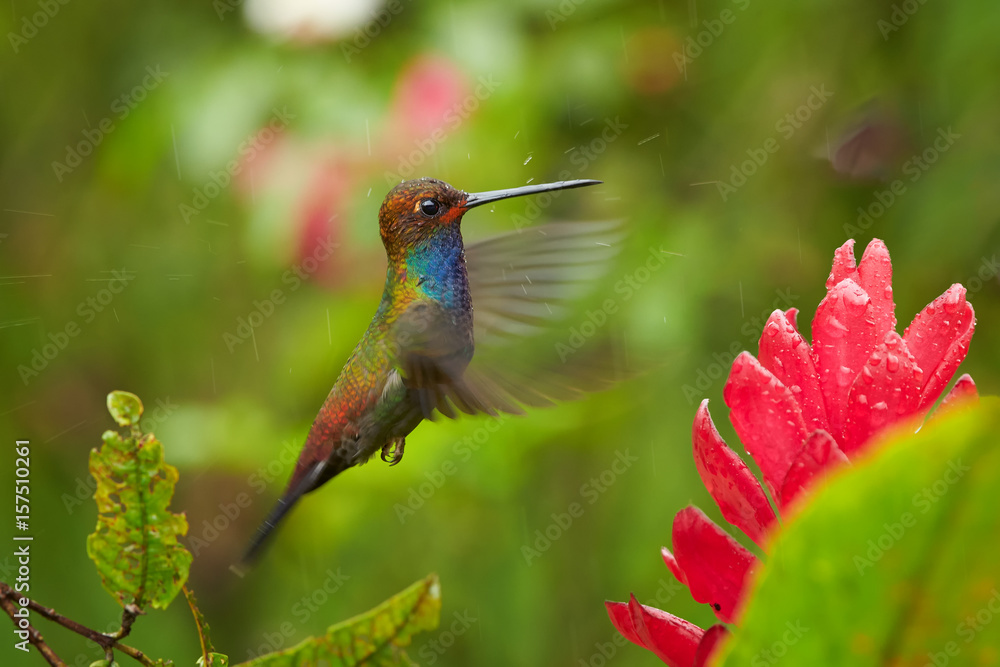 Fototapeta premium Green hummingbird with blue throat, White-tailed Hillstar, Urochroa bougueri hovering next to red flower in rain against colorful, blurred, green background. Colombia.