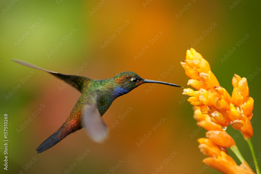 Fototapeta premium Green hummingbird with sparkling blue throat, White-tailed Hillstar, Urochroa bougueri hovering next to orange flower in rainy day against colorful, blurred, green and orange background. Colombia.