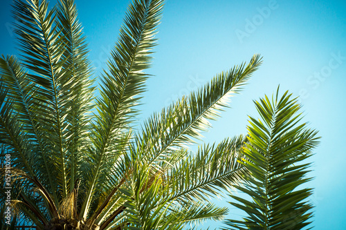 Palm trees leaves against the sky. Travel holiday background. Tropic nature.
