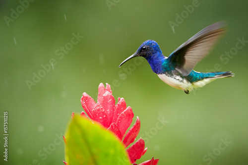 Isolated, bright blue and green hummingbird, White-necked Jacobin,Florisuga mellivora feeding on red ginger flower with raindrops, Alpinia purpurata,against abstract green background. Front view.
