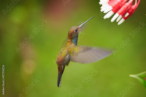 Green hummingbird with sparkling blue throat, White-tailed Hillstar, Urochroa bougueri lfeeding from cluster of red flowers in rainy day against  blurred, green background. Side view. Colombia. photo