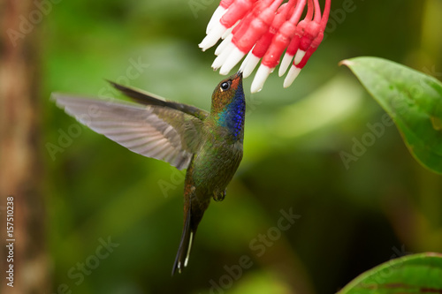 Green hummingbird with sparkling blue throat, White-tailed Hillstar, Urochroa bougueri lfeeding from cluster of red flowers in rainy day against blurred, green background. Side view. Colombia.