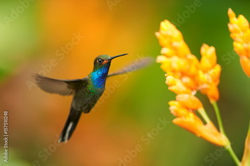 Green hummingbird with sparkling blue throat, White-tailed Hillstar, Urochroa bougueri hovering next to orange flower in rainy day against colorful, blurred, green and orange background. Colombia.