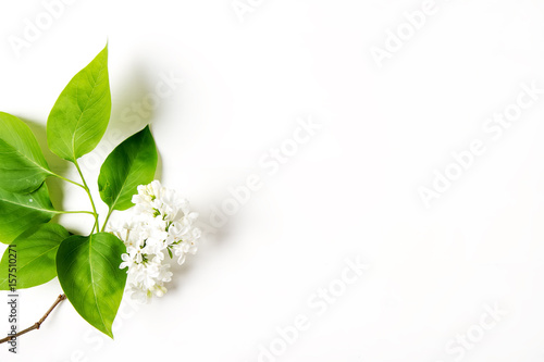 Spring flowers. Lilac flowers on white wooden background. Top vi