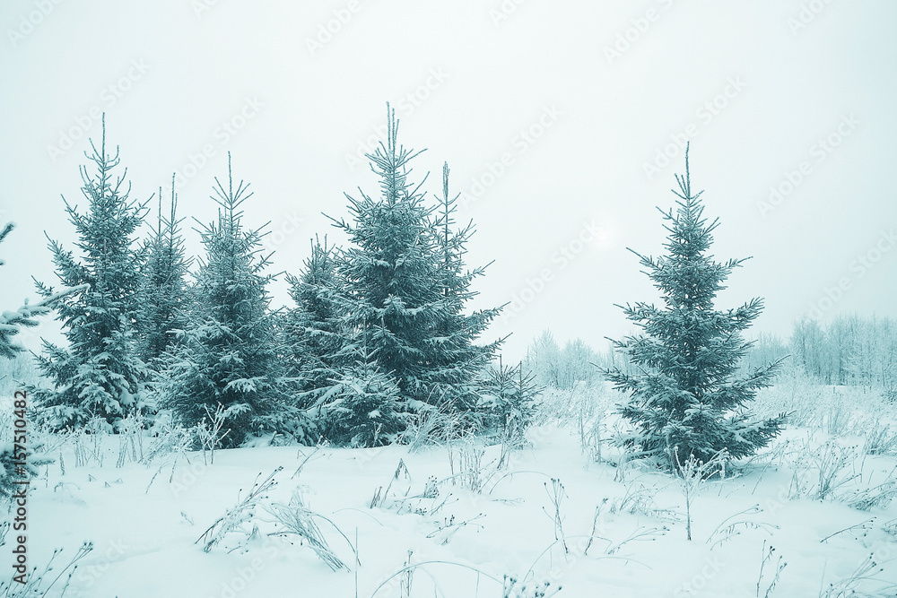 frosty landscape with trees