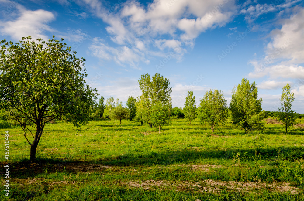Very beautiful summer landscape. Tree in a field with dark clouds in the sky. Dramatic landscape. Very beautiful summer landscape. Tree in a field with dark clouds in the sky. Dramatic landscape.
