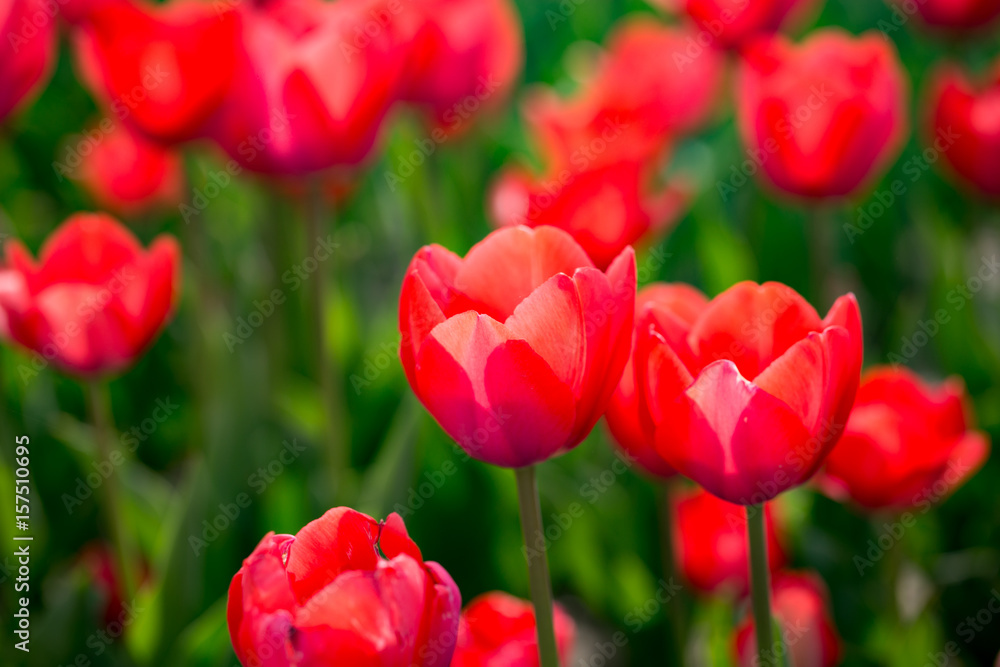 Fototapeta premium Beautiful red tulips in nature