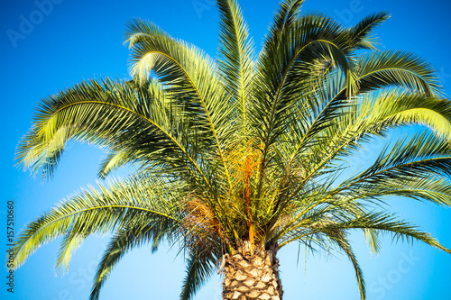 Palm trees leaves against the sky. Travel holiday background. Tropic nature.