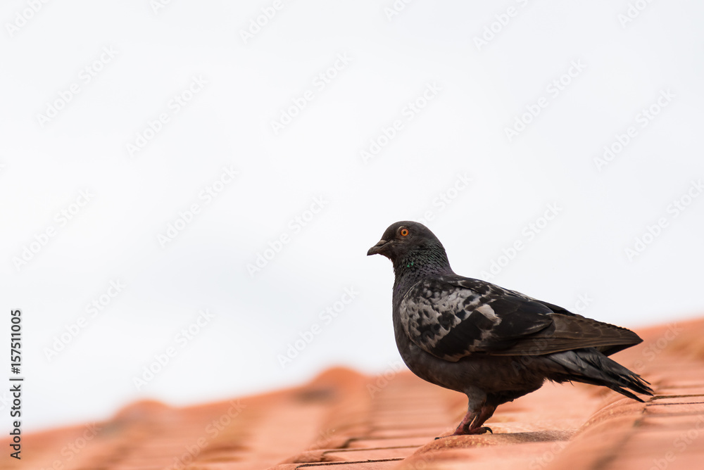 urban pigeon sitting on house roof, copy space urban pigeon sitting on house roof, copy space