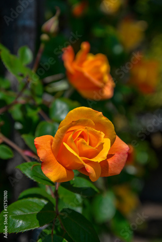 Rose flower in garden