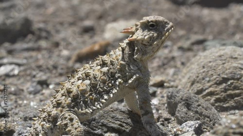 Desert Horned Lizard photo