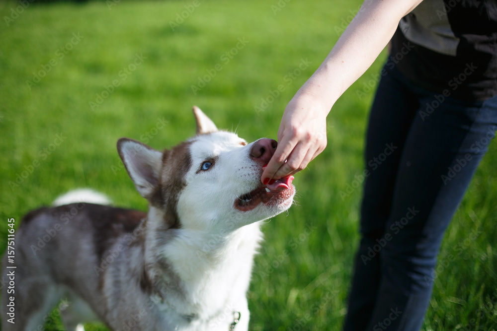 Huskies are fed from the hands in sunny weather in the park