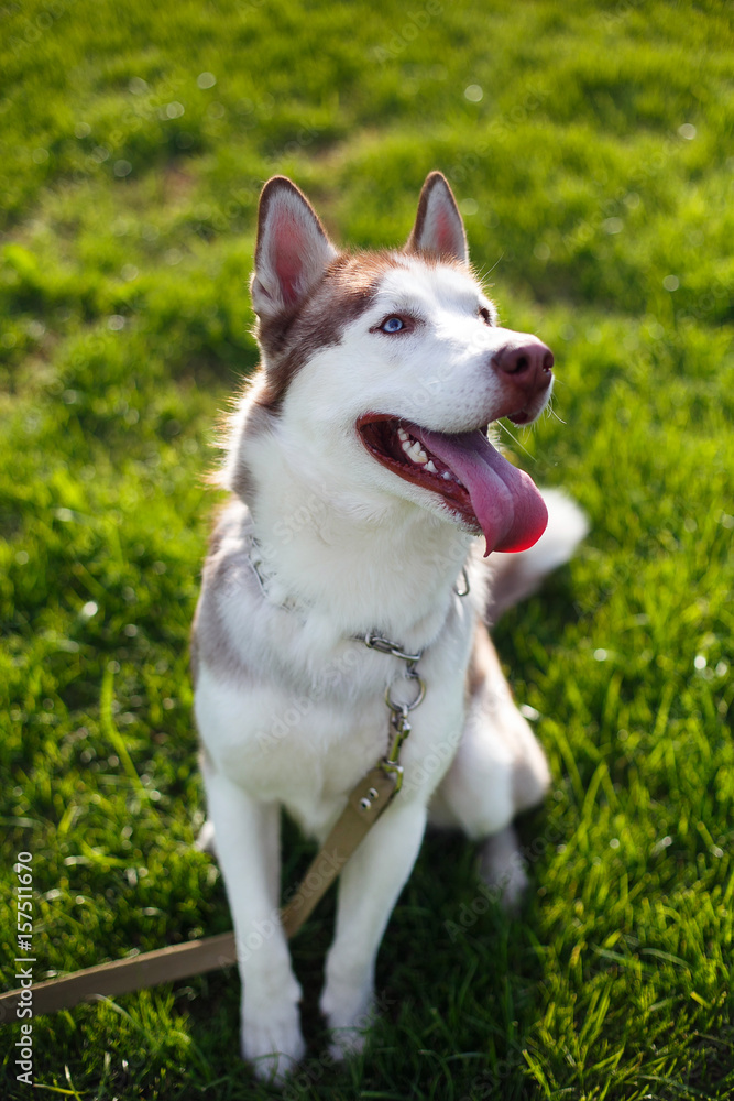 Positive Husky on a walk Positive Husky on a walk
