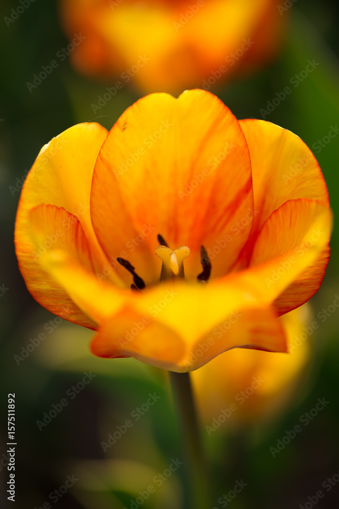 Beautiful yellow tulips in nature Beautiful yellow tulips in nature