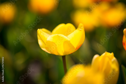 Beautiful yellow tulips in nature