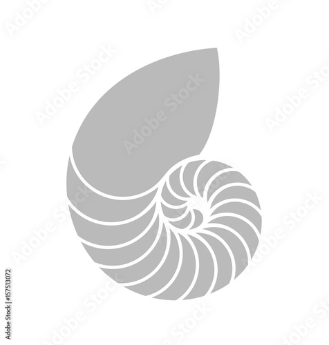 Nautilus shell 
