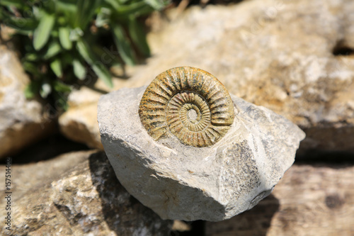 Tapety artystyczne fossilien