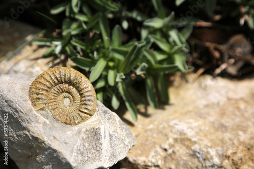Fototapeta fossilien