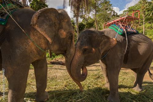 Photography two elephants
