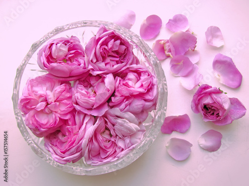 Tender pink damask rose