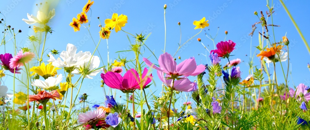 Naklejka premium Kwiat łąka - panorama tła - letnie kwiaty