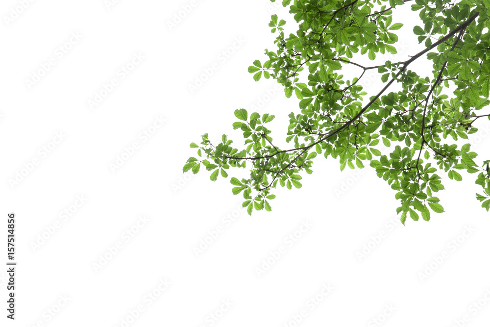 branch of green leaf isolated on white background with copy space for backround, concept for spring summer branch of green leaf isolated on white background with copy space for backround, concept for spring summer