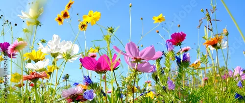 Obraz  z motywem Blumenwiese - Hintergrund Panorama - Sommerblumen