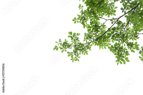 branch of green leaf isolated on white background with copy space for backround, concept for spring summer