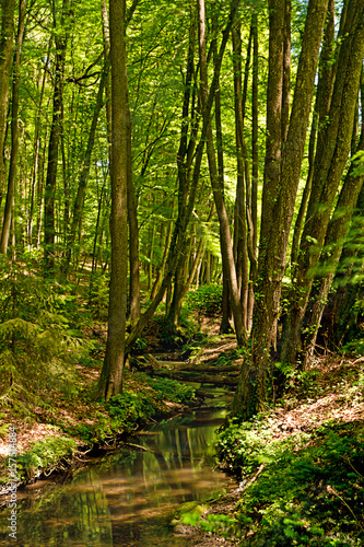 Wald mit Bach
