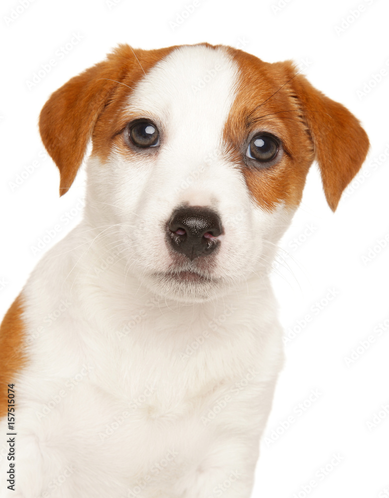 Close-up of Jack Russell terrier