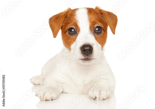 Jack Russell terrier © jagodka