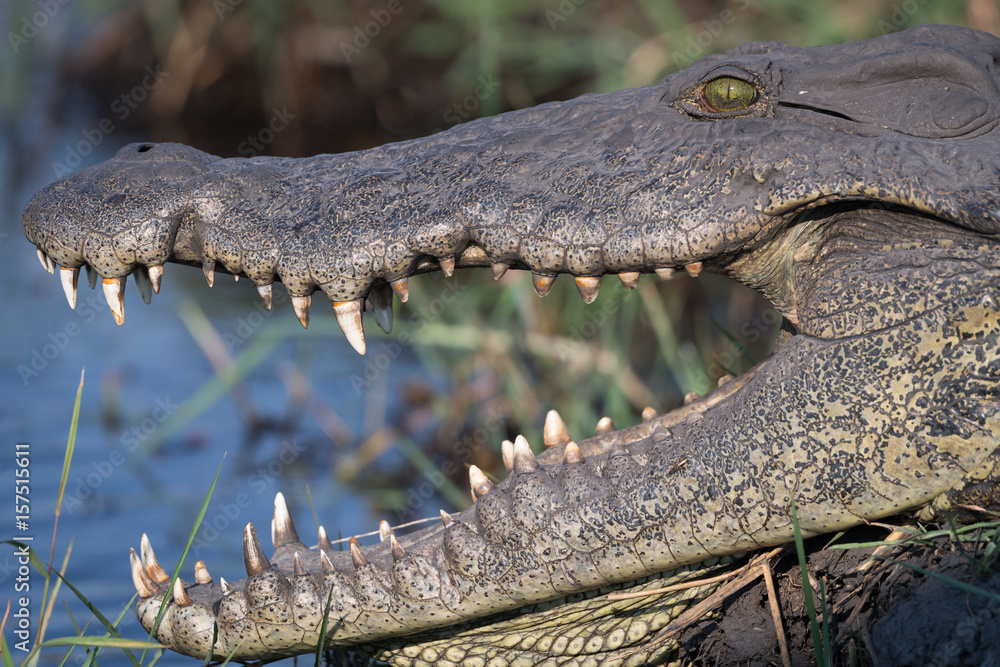 Obraz premium Nile crocodile (Crocodylus niloticus) in the Chobe River at Kasane, Namibia